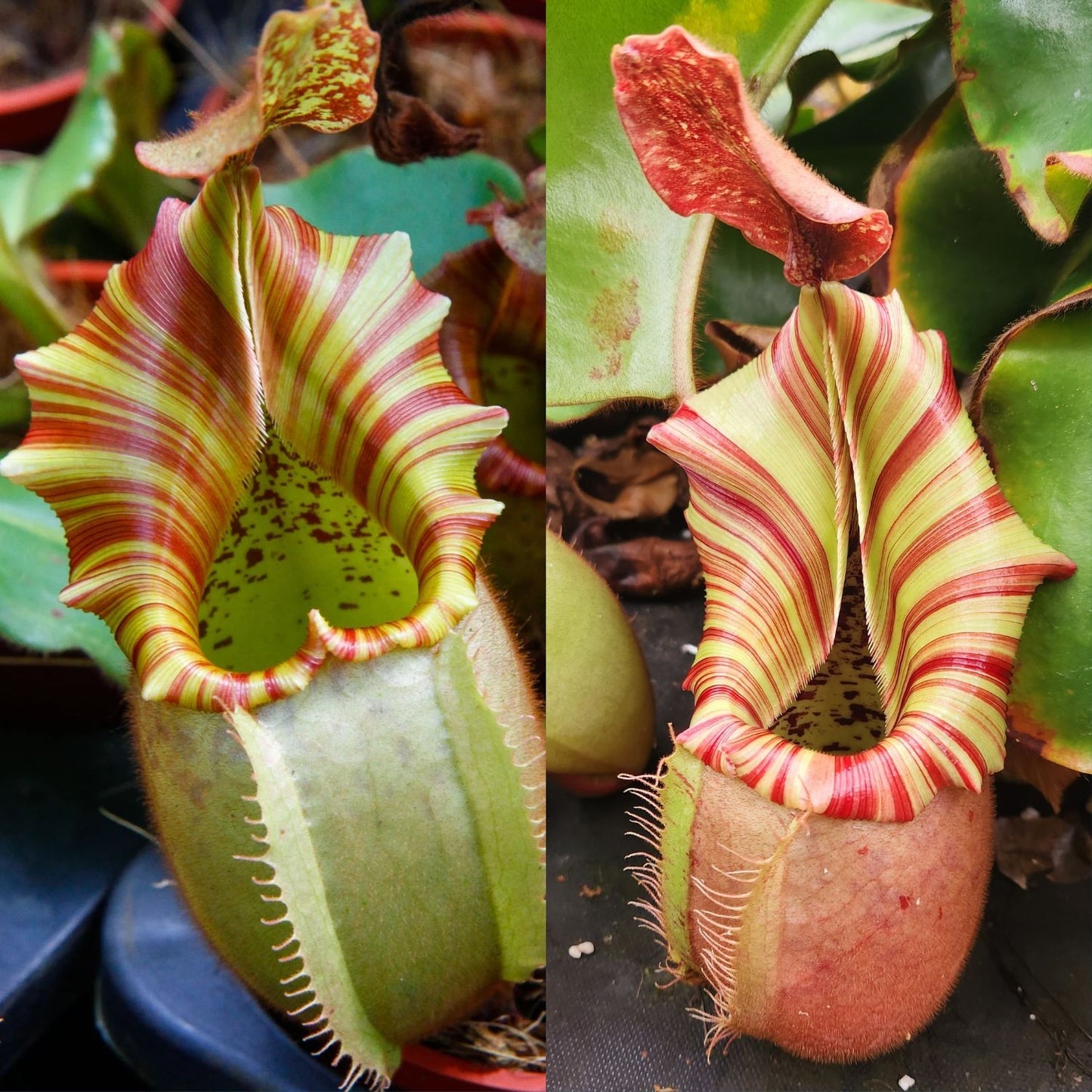 Nepenthes veitchii ('Orange' x 'Candy Dreams') - Pitcher Perfect Plants