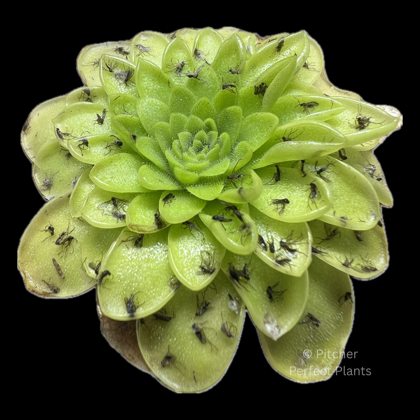 1 Mystery Pinguicula (Butterwort)