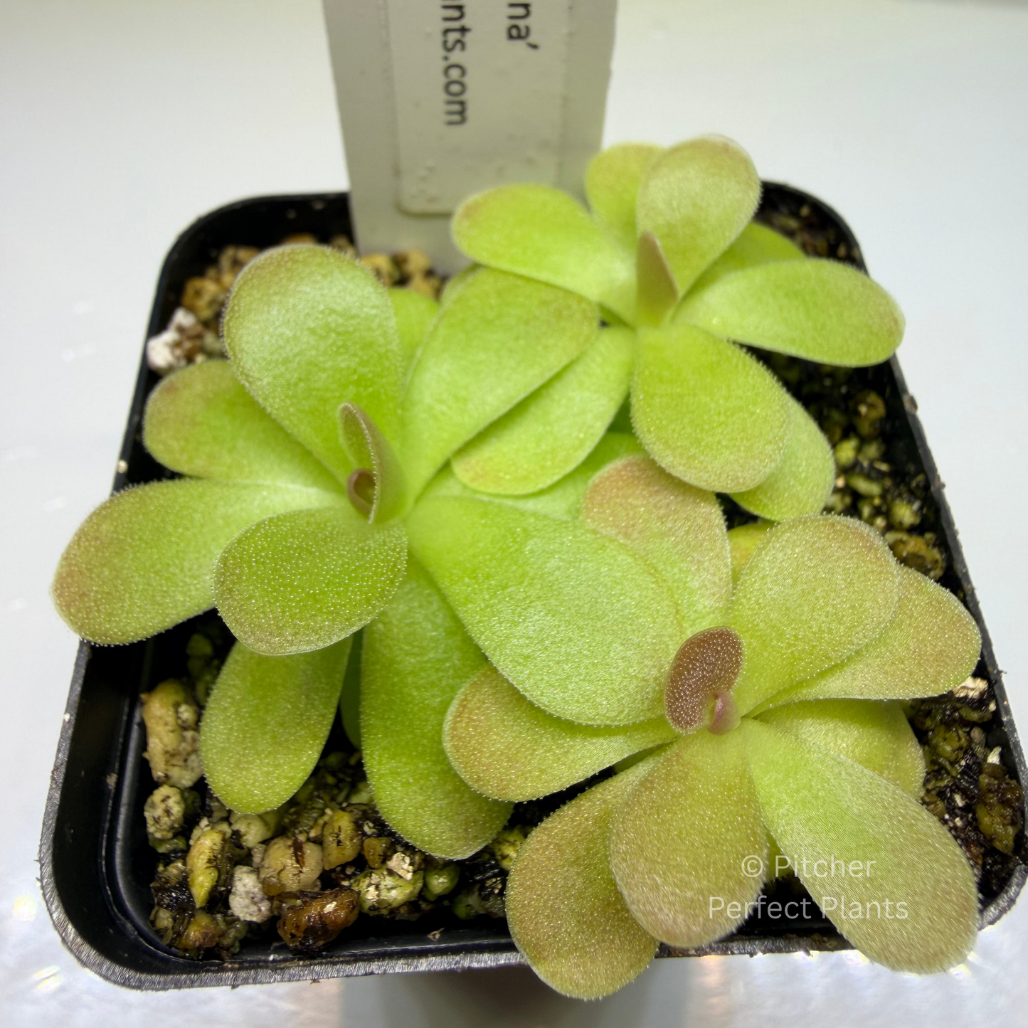 Pinguicula ‘Johanna’