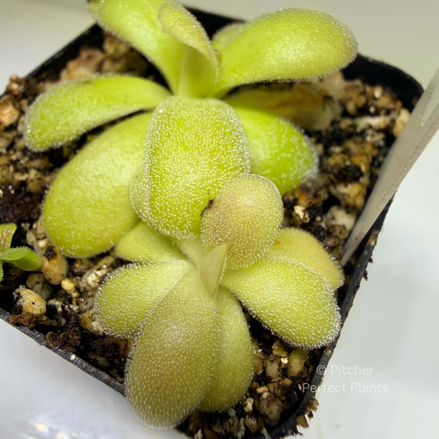 Pinguicula agnata ‘Red Leaf’