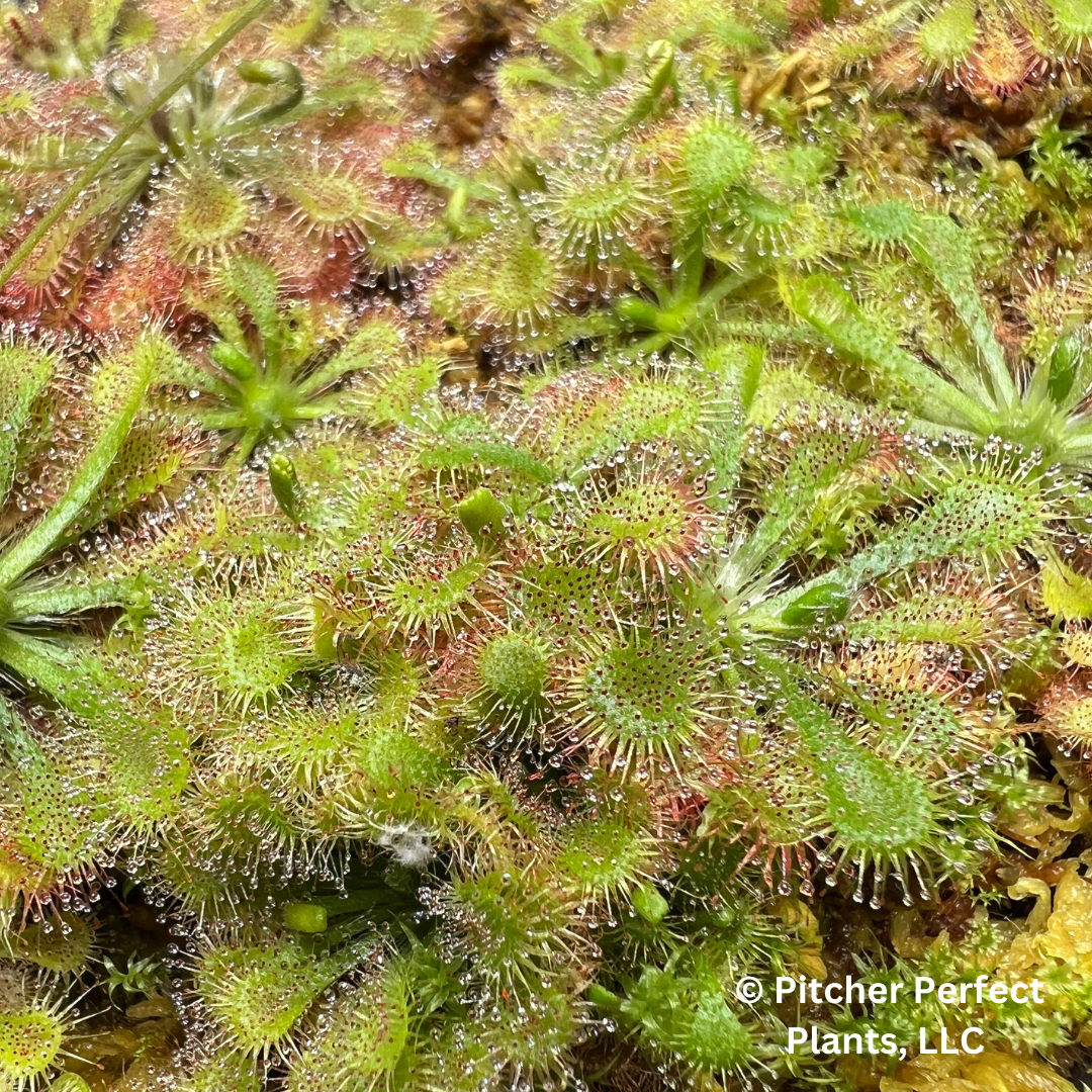 Spoon-Leaf Sundew (Drosera spatulata), Seed-grown - Pitcher Perfect Plants