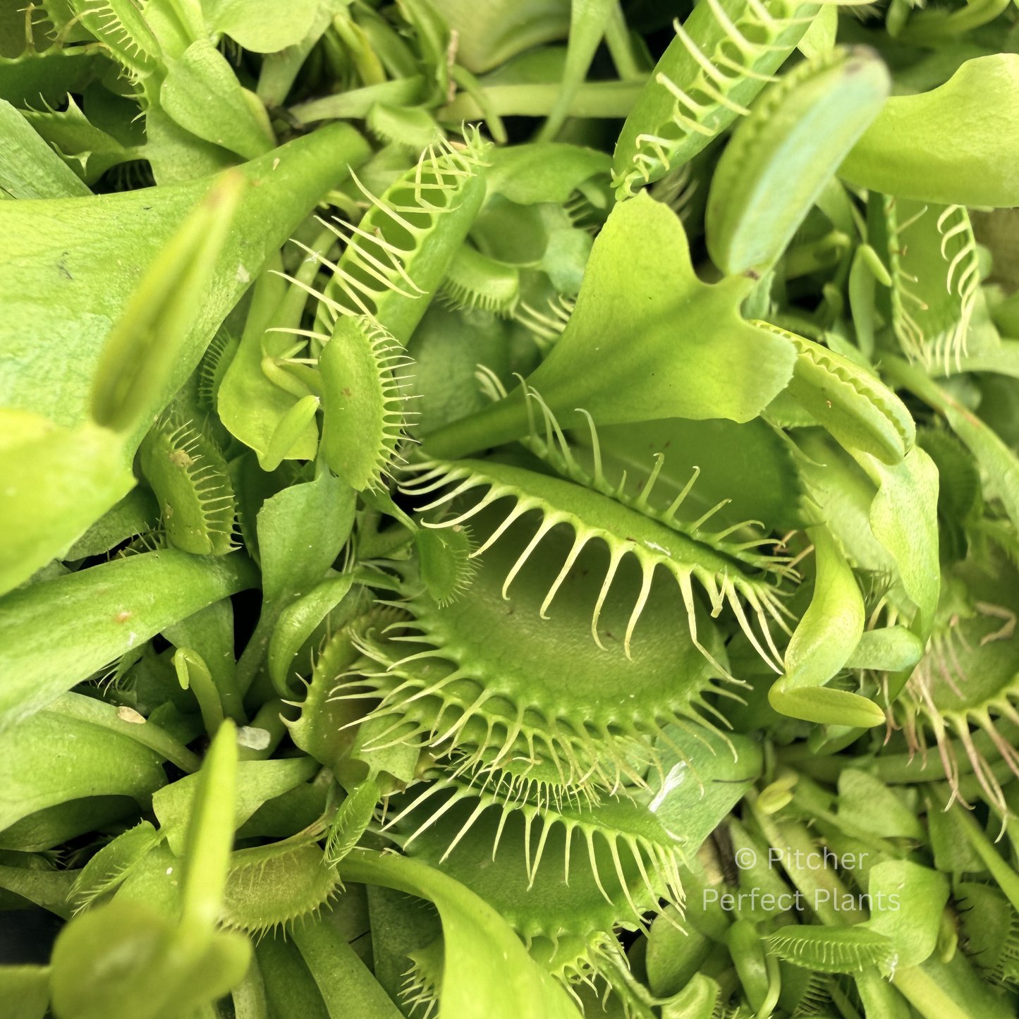 Dionaea muscipula 'B52'