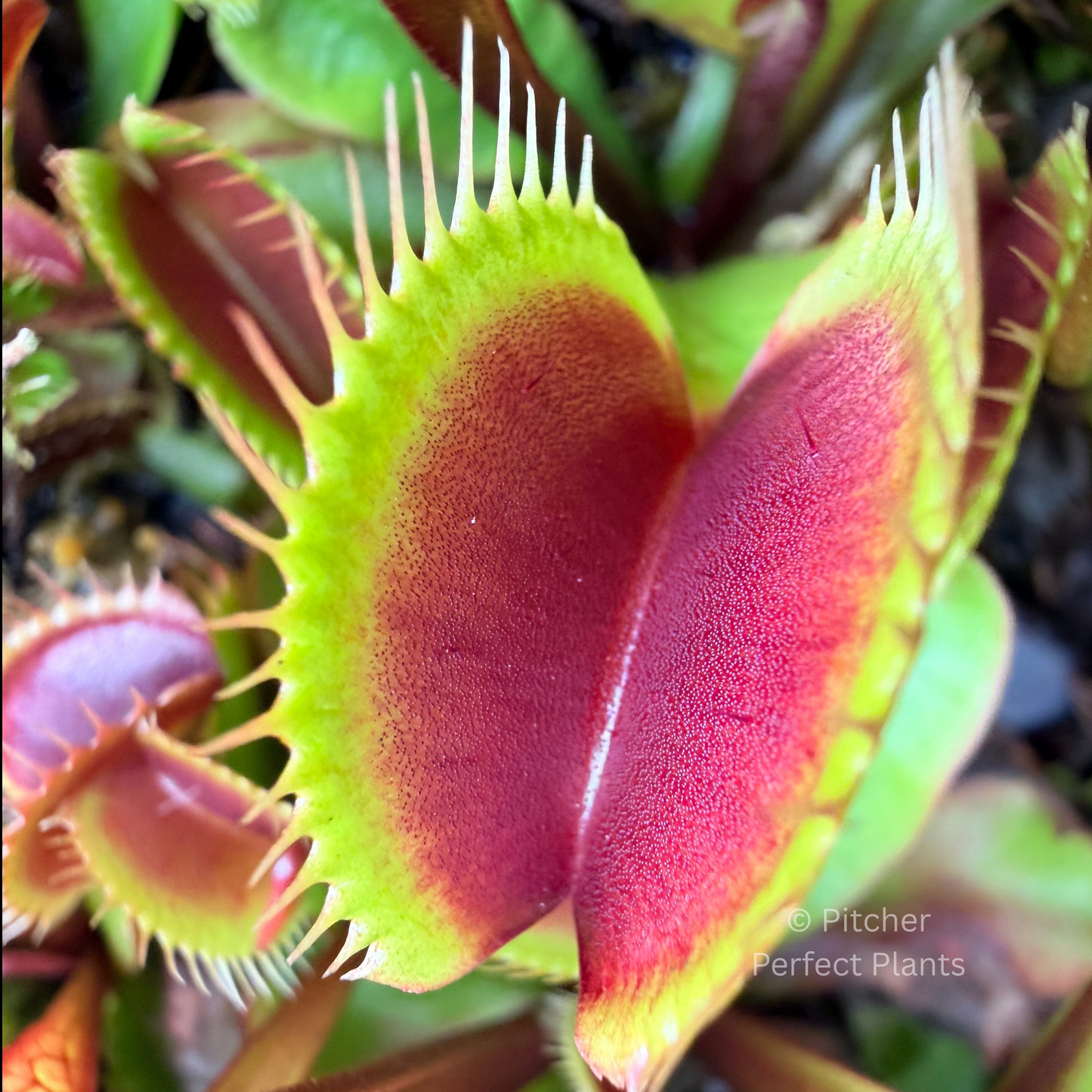 Dionaea muscipula 'Maroon Monster'