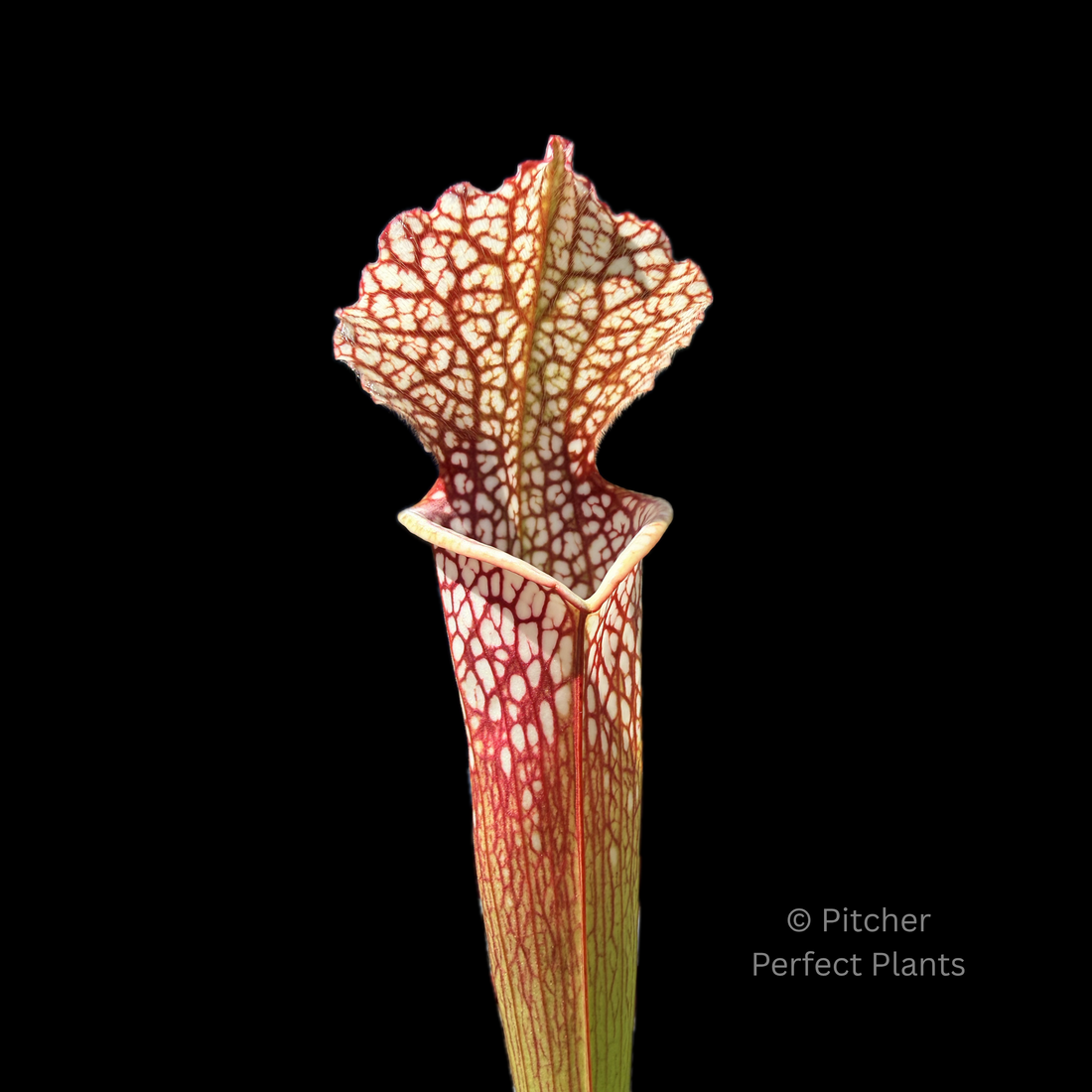 Care Guide for Sarracenia (Trumpet Pitcher Plants)