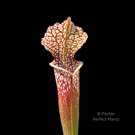 Care Guide for Sarracenia (Trumpet Pitcher Plants)