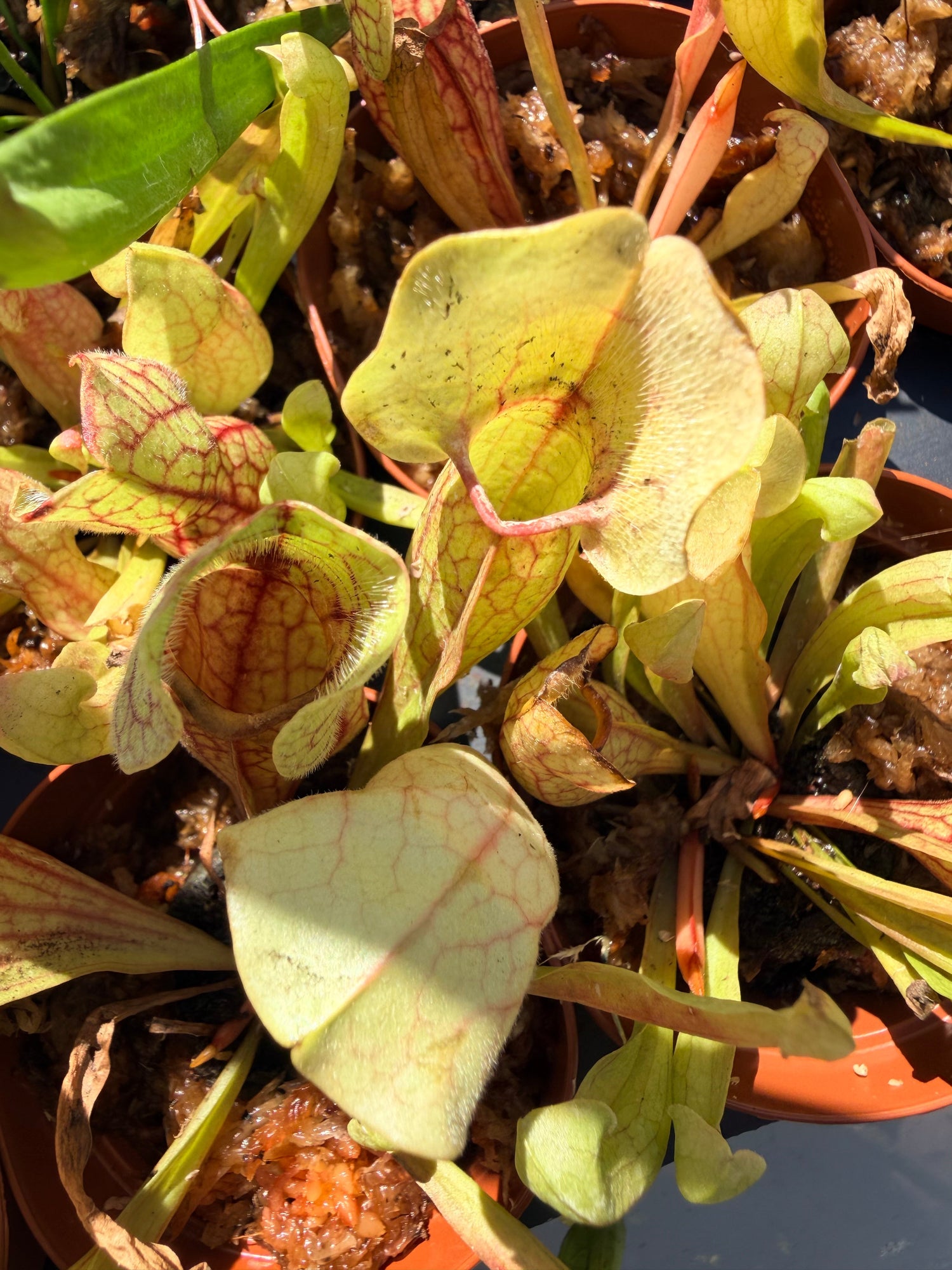 Sarracenia (Trumpet Pitcher Plants)