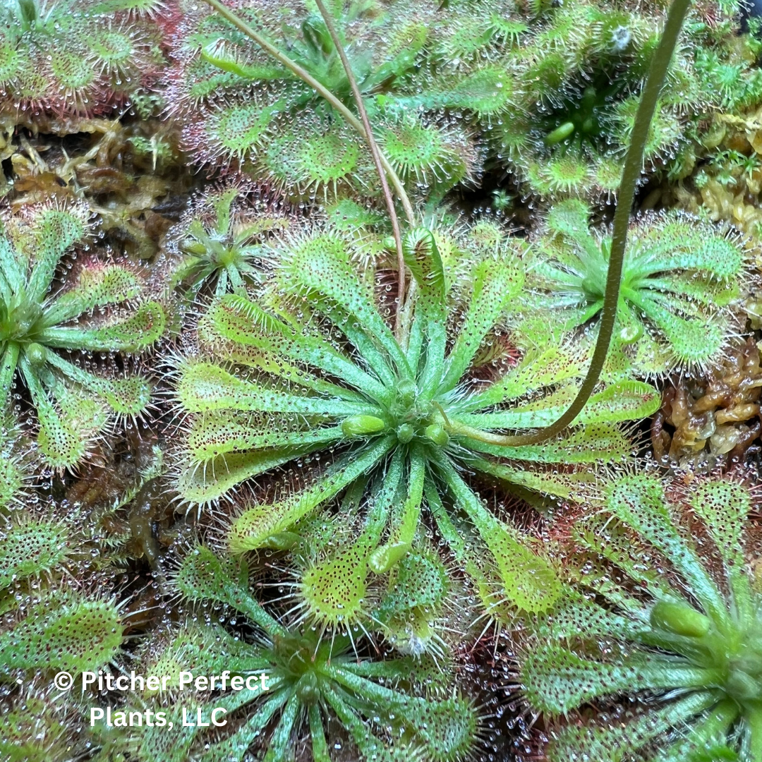 Drosera (Sundews)