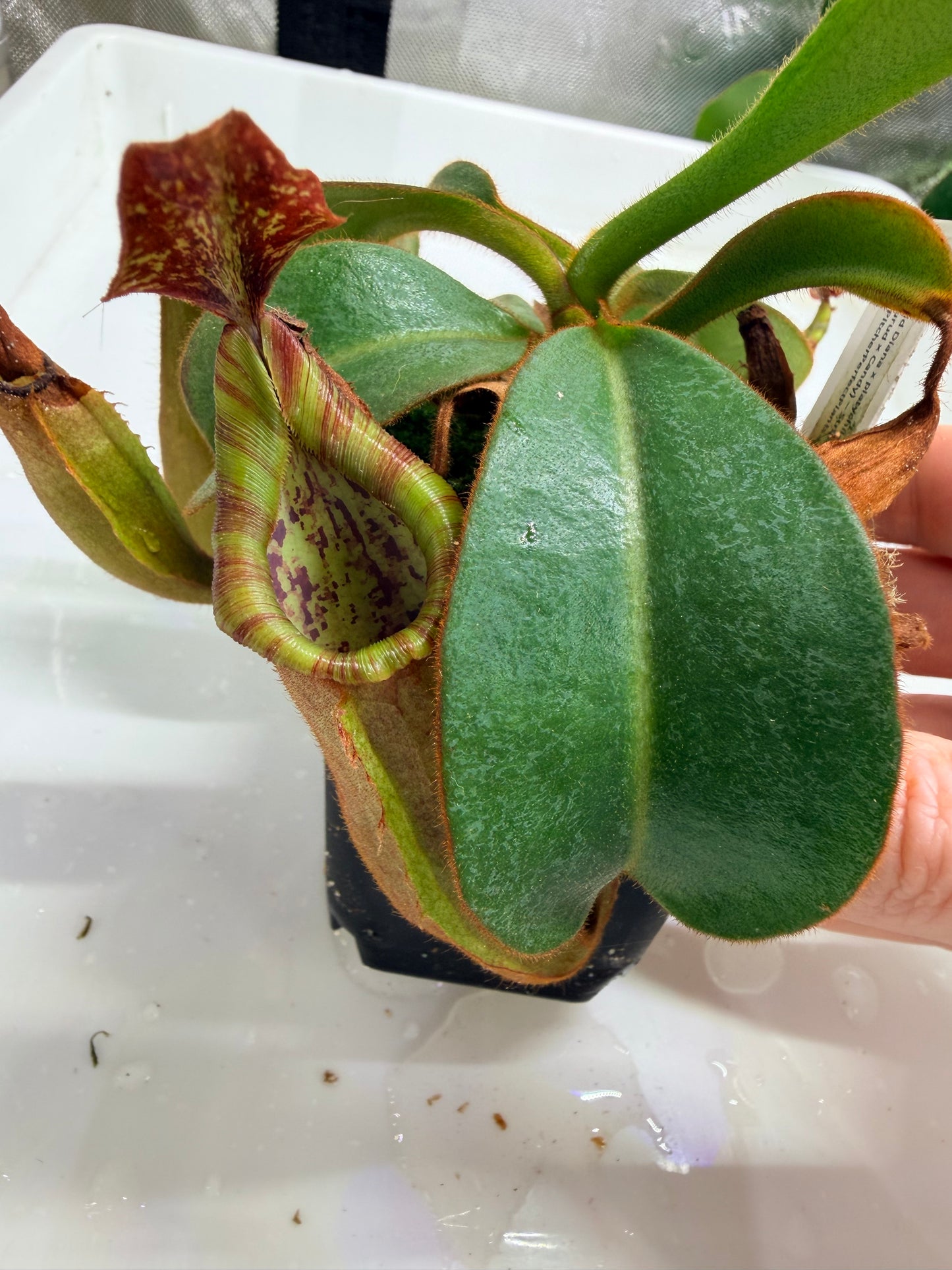 WYSIWYG Nepenthes (Splendid Diana x platychila) × veitchii (Murud × Candy)
