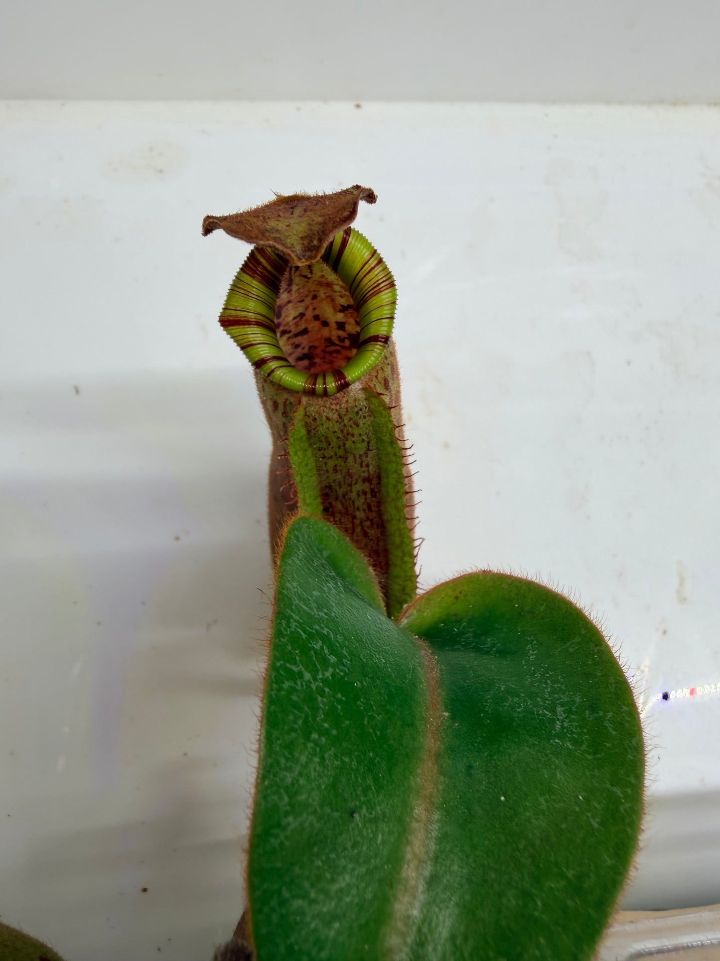 Nepenthes [(lowii x veitchii) x boschiana)] "Red Ruffled" x veitchii 'Candy Dreams' - Pitcher Perfect Plants