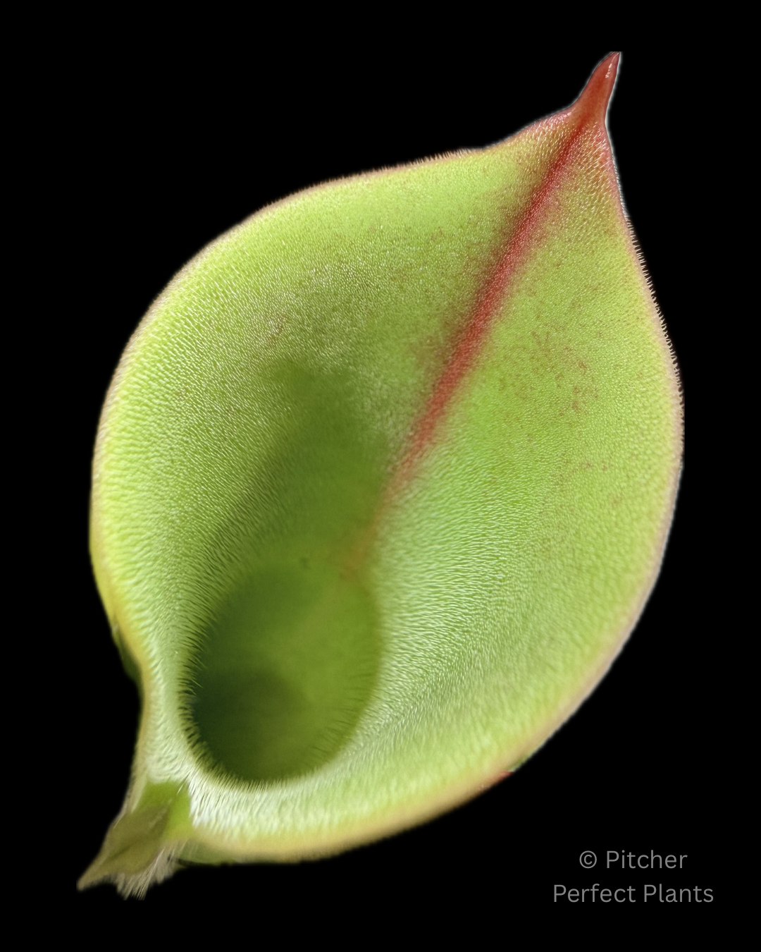 Heliamphora minor Big Orange - Pitcher Perfect Plants