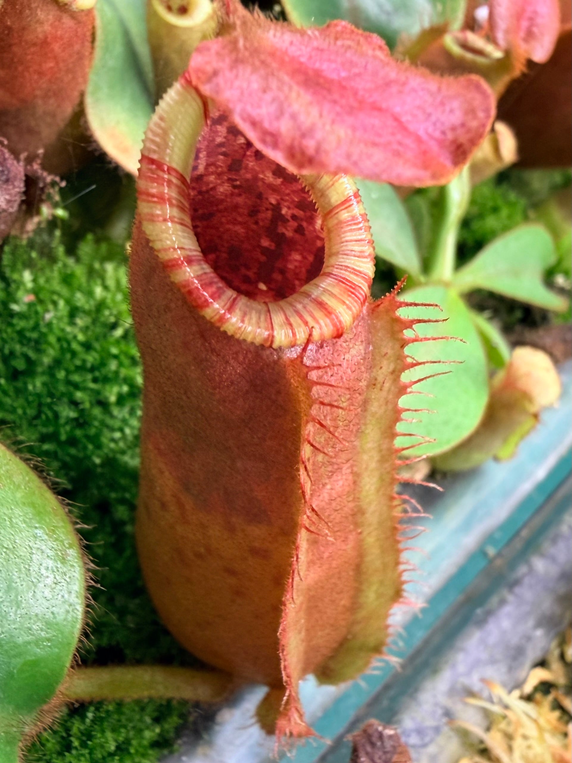 Nepenthes [(Song of Melancholy x veitchii) x veitchii "L15"] x veitchii 'Candy Dreams' - Pitcher Perfect Plants