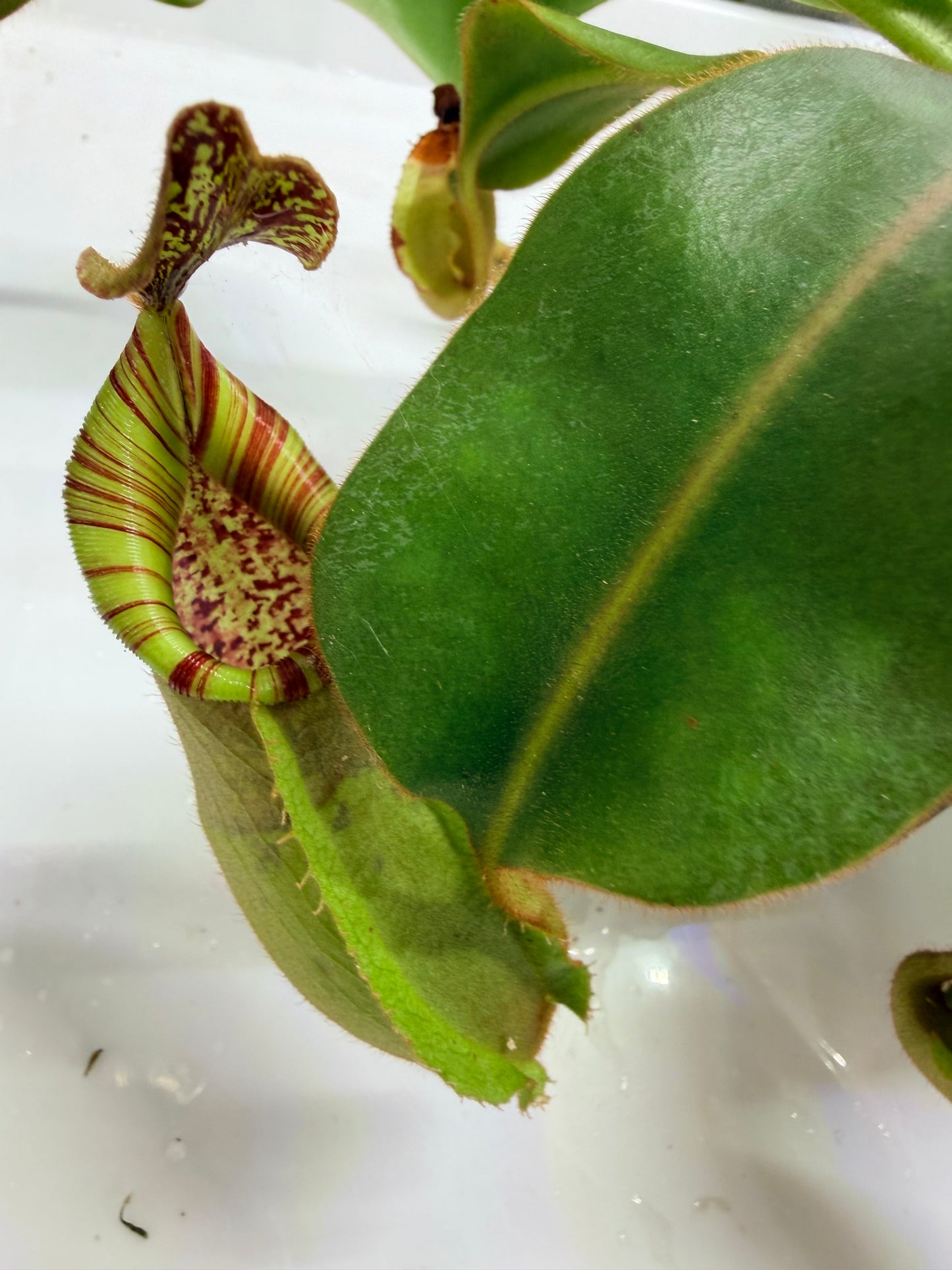 WYSIWYG Nepenthes ('Splendid Diana' x platychila) x veitchii ‘Candy Dreams’
