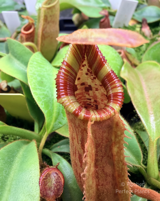 Nepenthes veitchii (CK mostly striped) x Trusmadiensis SG - Pitcher Perfect Plants
