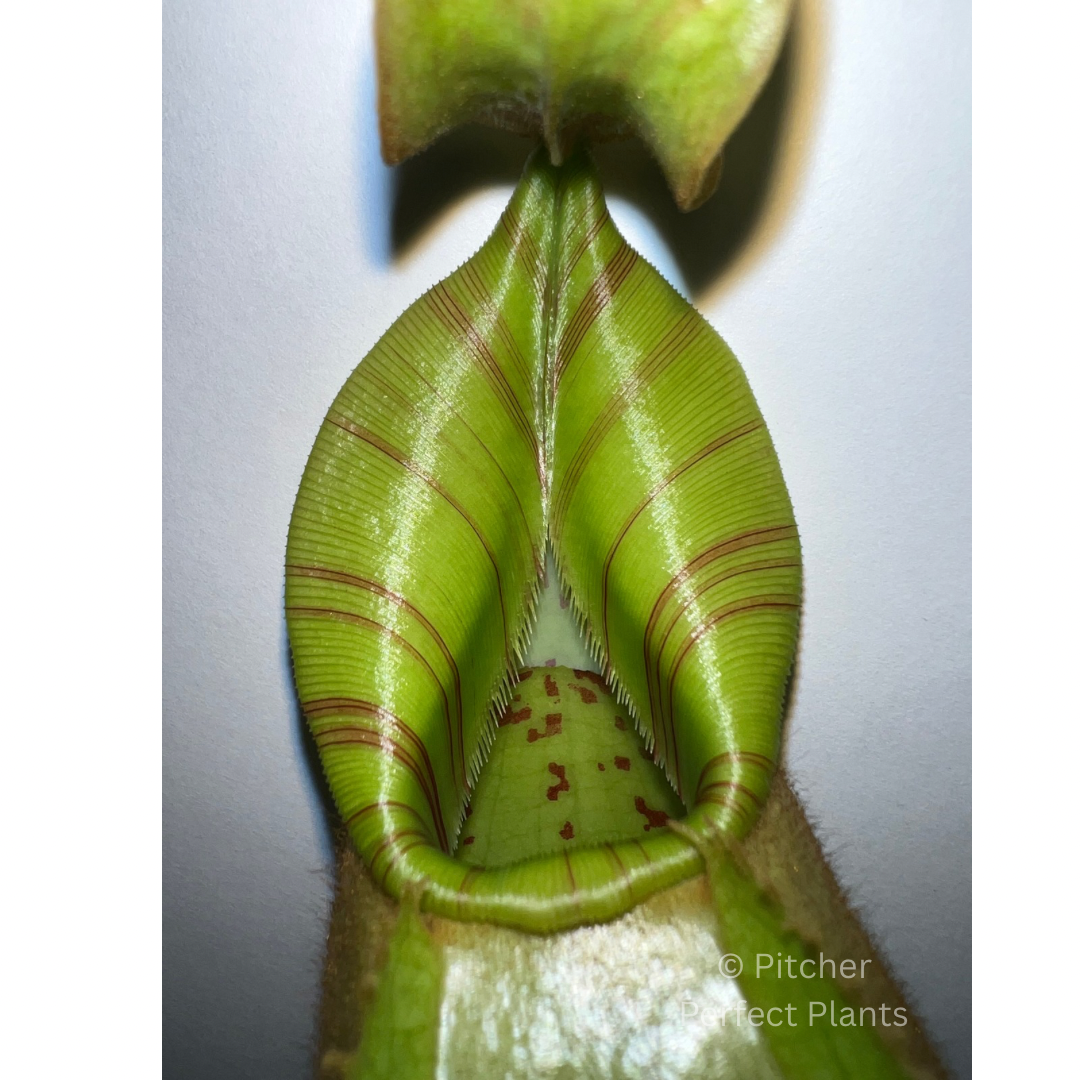 Nepenthes veitchii Bareo, BE-3734 - Pitcher Perfect Plants