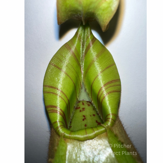 Nepenthes veitchii Bareo, BE-3734 - Pitcher Perfect Plants