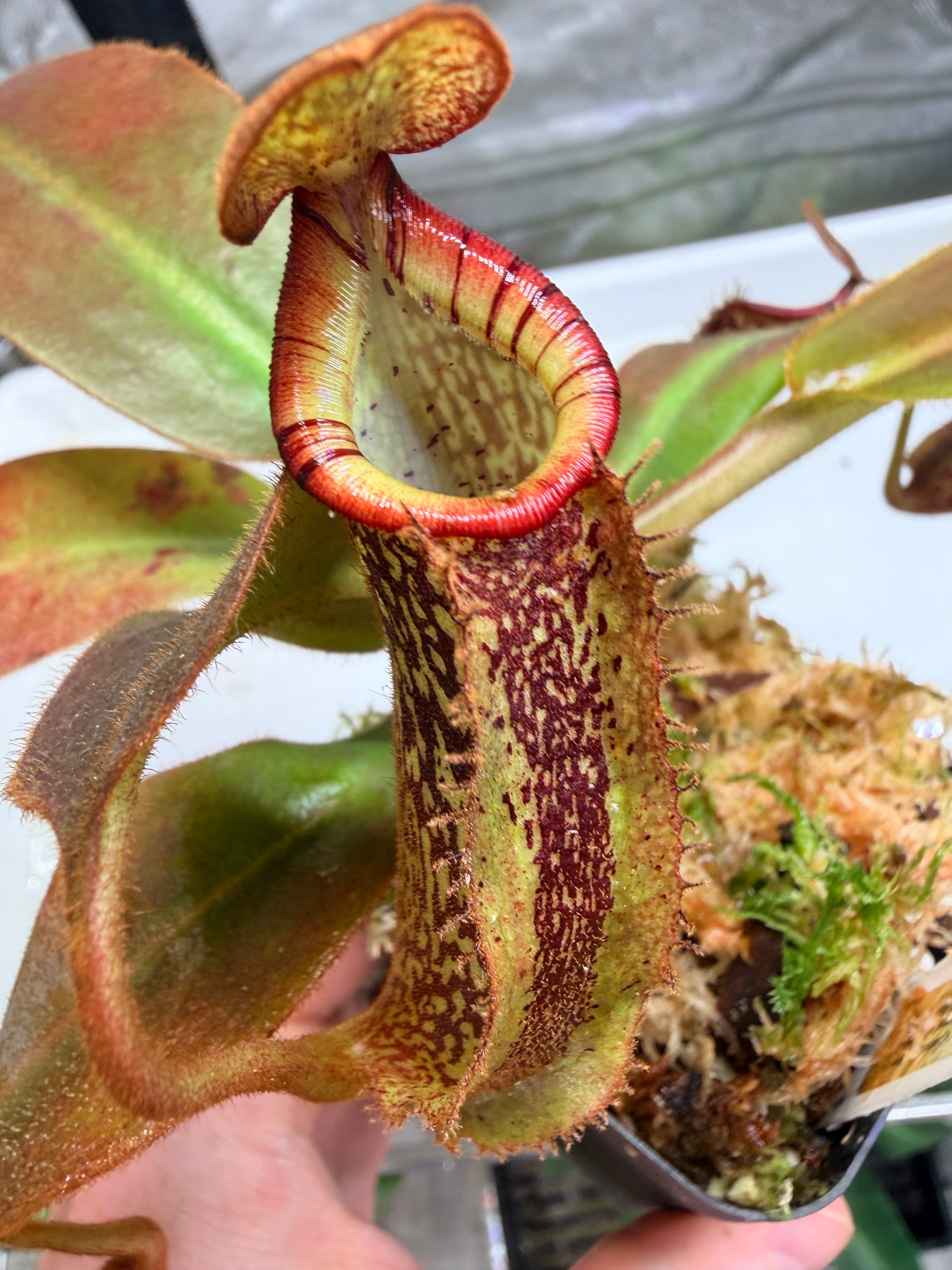 Nepenthes (veitchii 