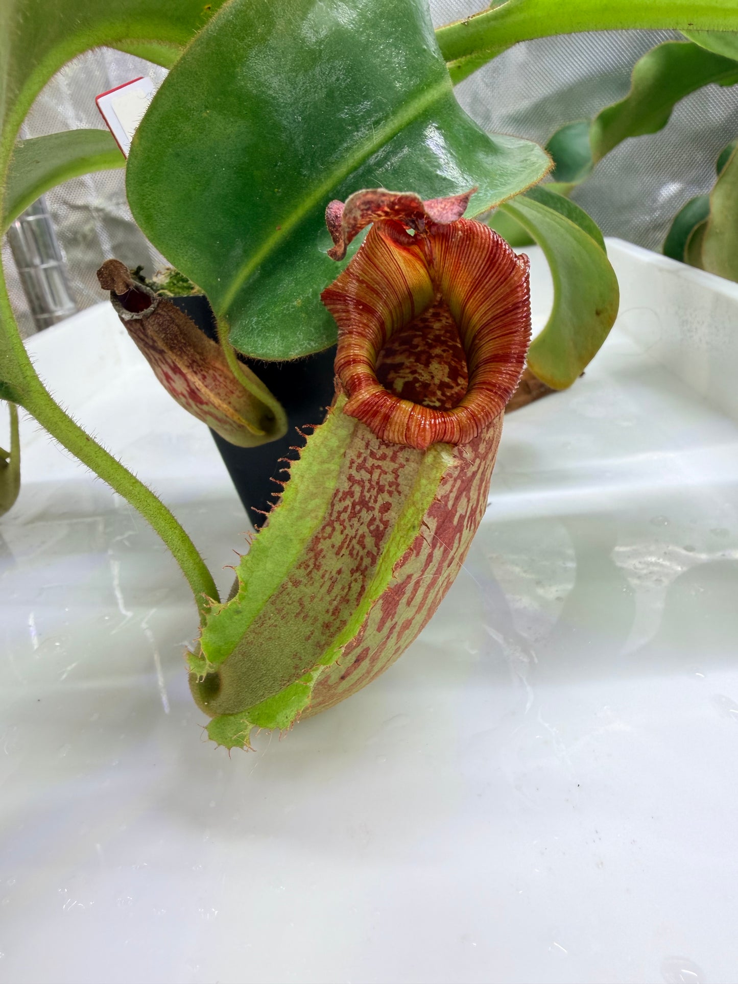 WYSIWYG Nepenthes maxima 'Geoff Wong' x veitchii 'Candy Dreams'