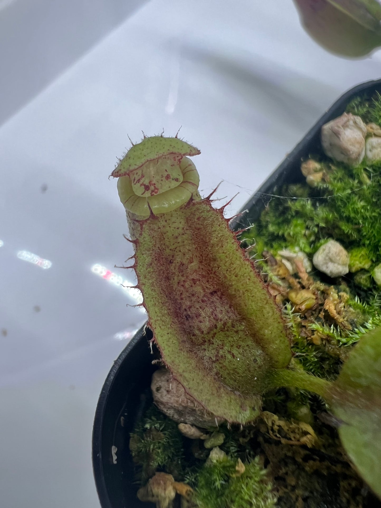 Nepenthes maxima 'Geoff Wong' x veitchii 'Candy Dreams'