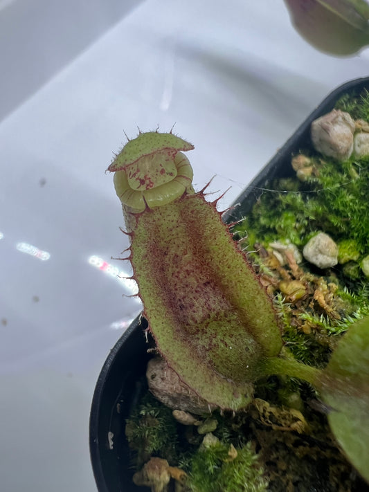 Nepenthes maxima 'Geoff Wong' x veitchii 'Candy Dreams'
