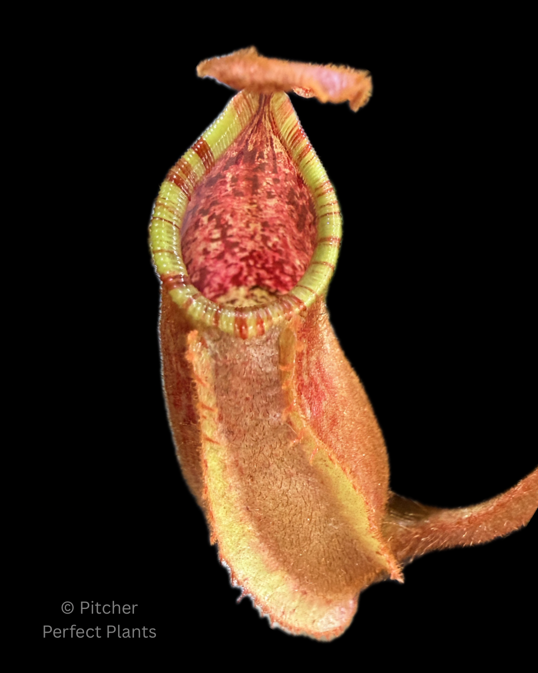 Nepenthes veitchii ('Orange' x 'Candy Dreams') - Pitcher Perfect Plants