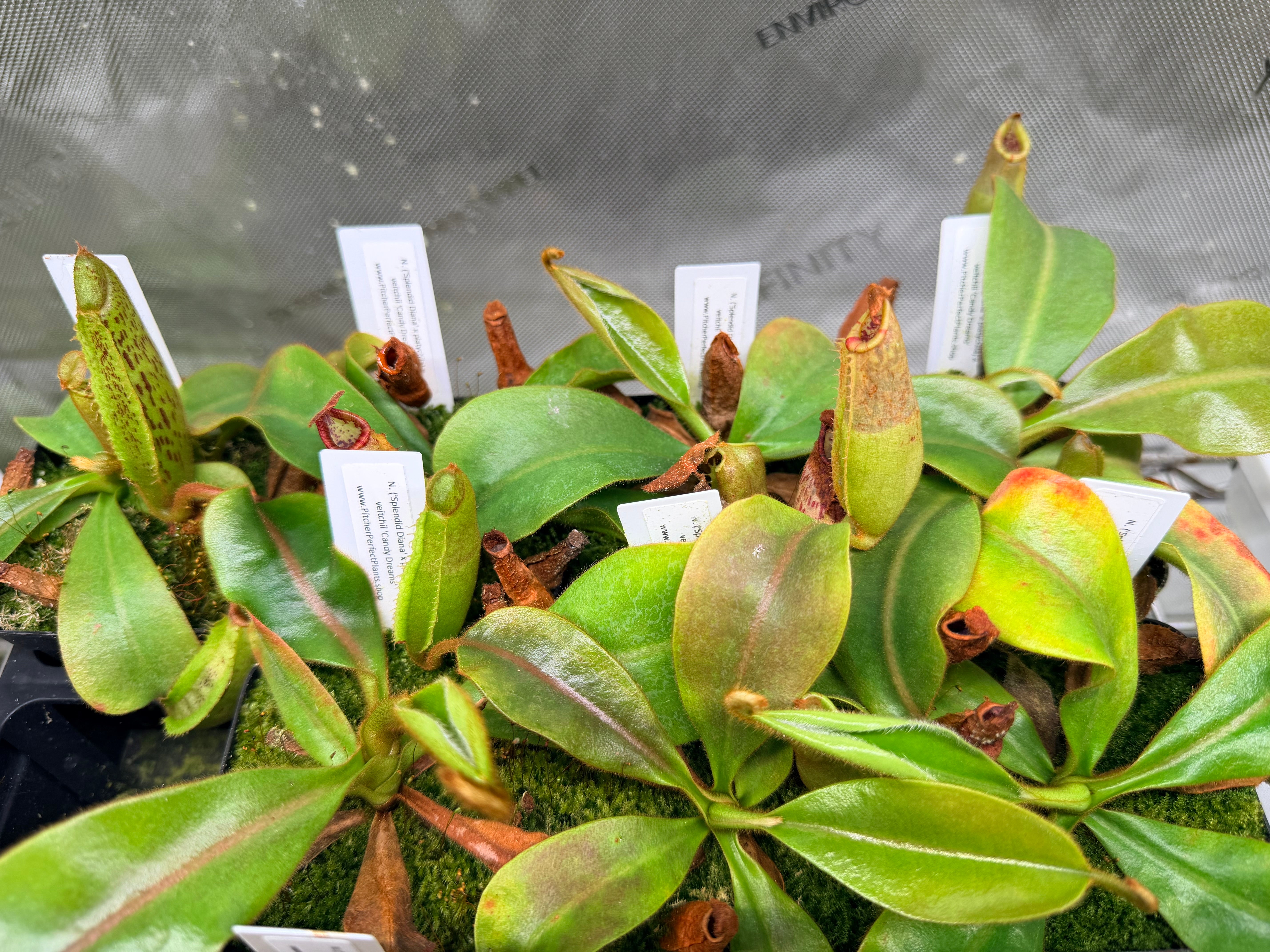 Nepenthes ('Splendid Diana' x platychila) x veitchii 'Candy Dreams