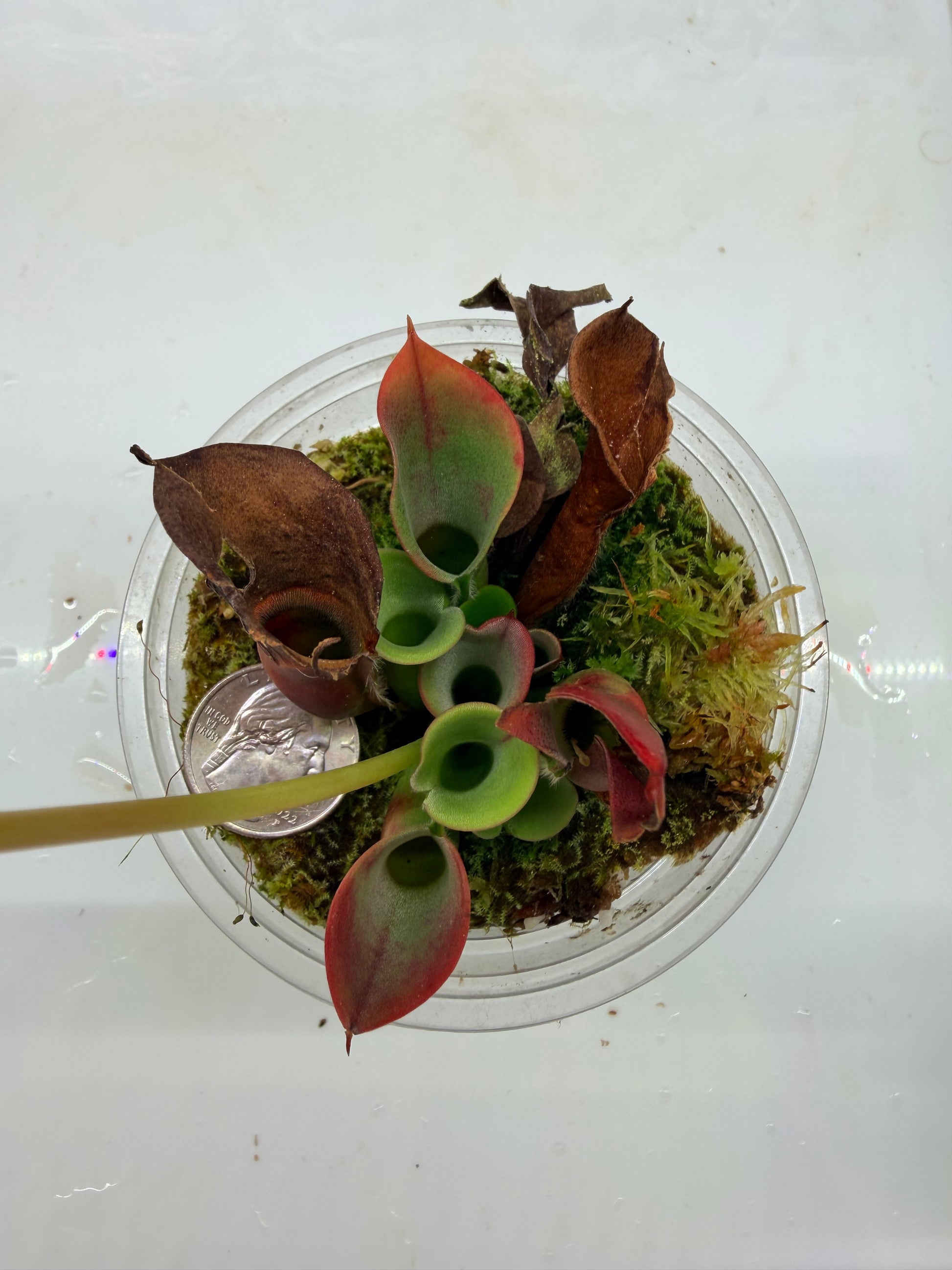 Heliamphora minor Big Orange - Pitcher Perfect Plants