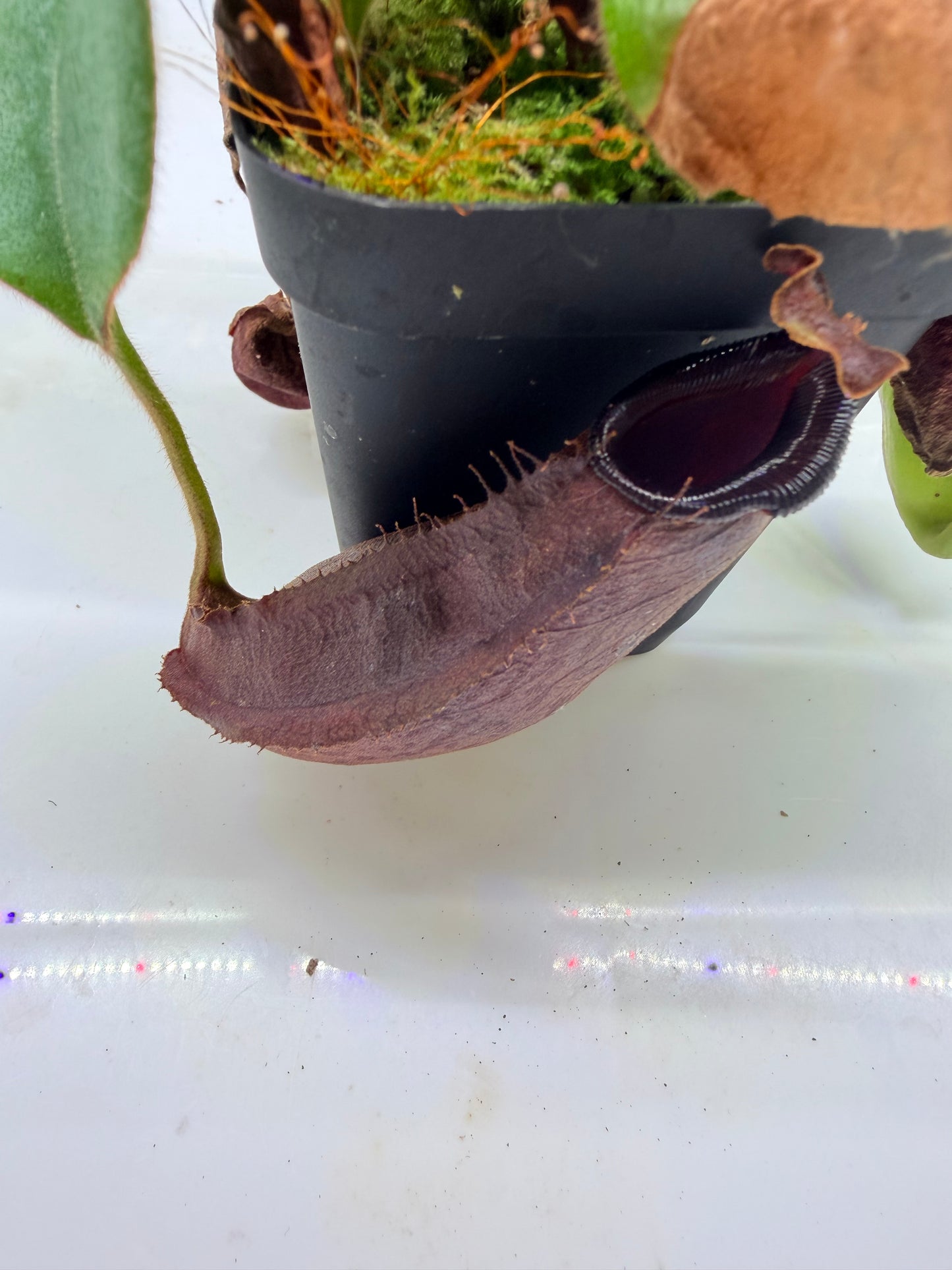 Nepenthes naga 'Paul Barden' x veitchii 'Candy Dreams" - Pitcher Perfect Plants