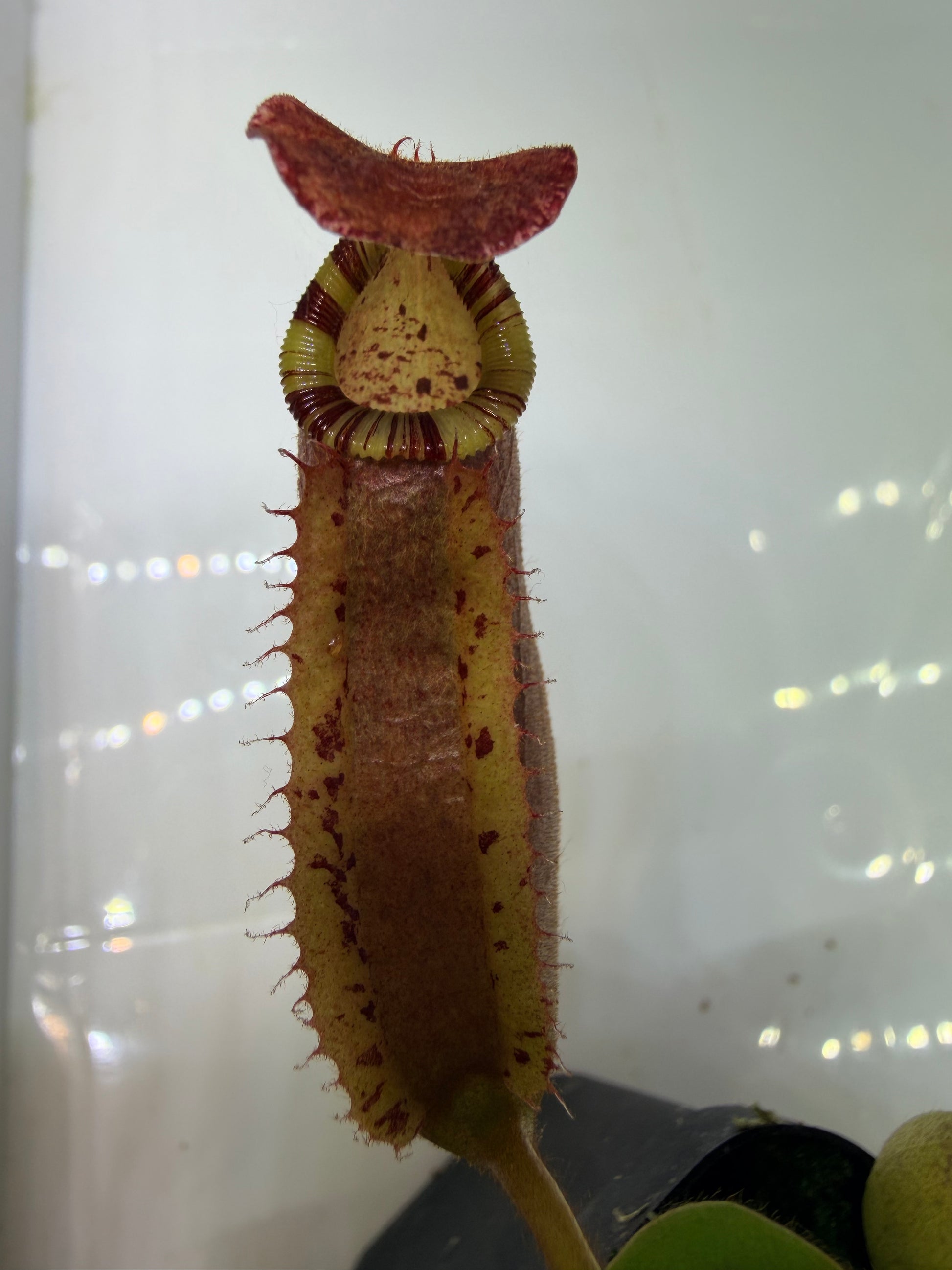 Nepenthes {[(Rokko x boschiana) x veitchii] x veitchii (m)} pink x veitchii 'Candy Dreams' - Pitcher Perfect Plants