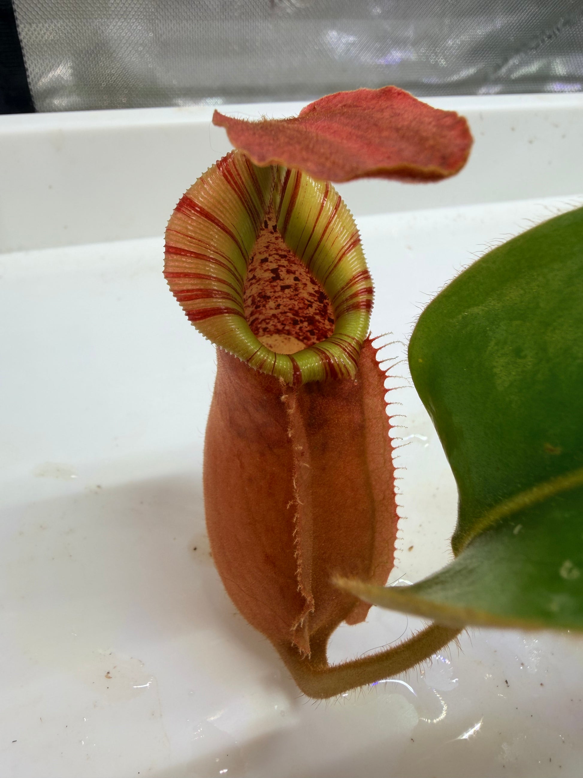 Nepenthes veitchii Kelabit Highlands × {Song of Melancholy × [(lowii x veitchii) x boschiana]} - Pitcher Perfect Plants