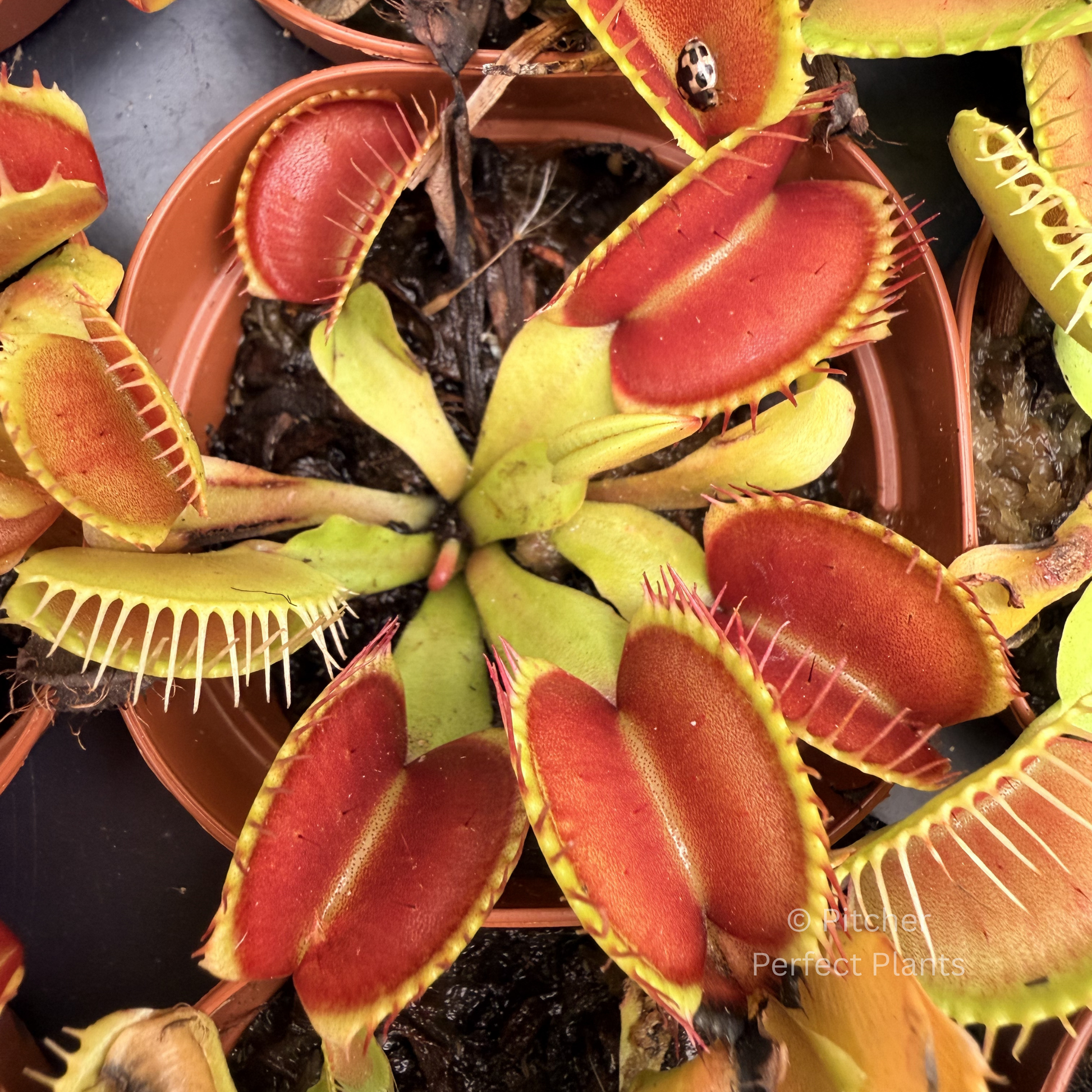 Venus flytrap (Dionaea muscipula) - Pitcher Perfect Plants