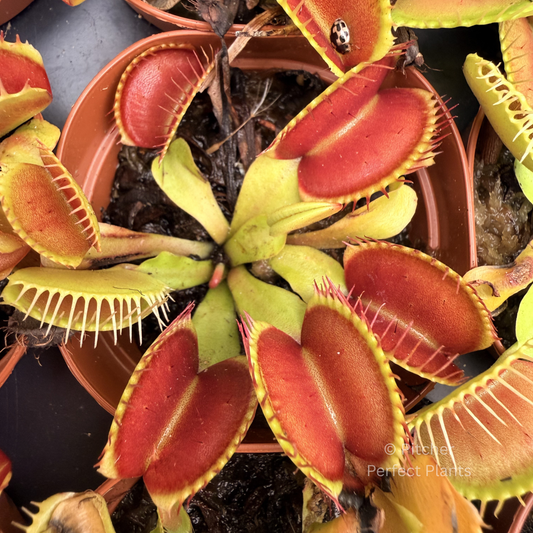 Venus flytrap (Dionaea muscipula) - Pitcher Perfect Plants