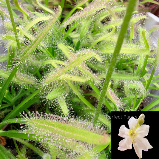 Cape Sundew (Drosera Capensis), White form, Seed-grown