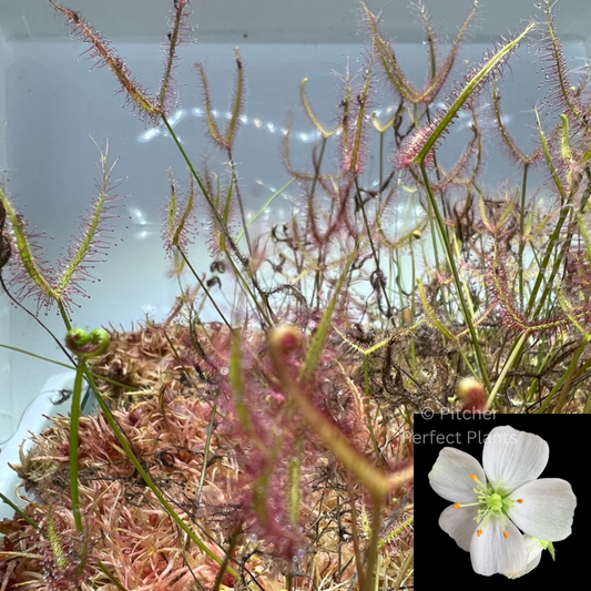 Drosera binata - Coromandel, NZ (warm temperate), Seed-grown