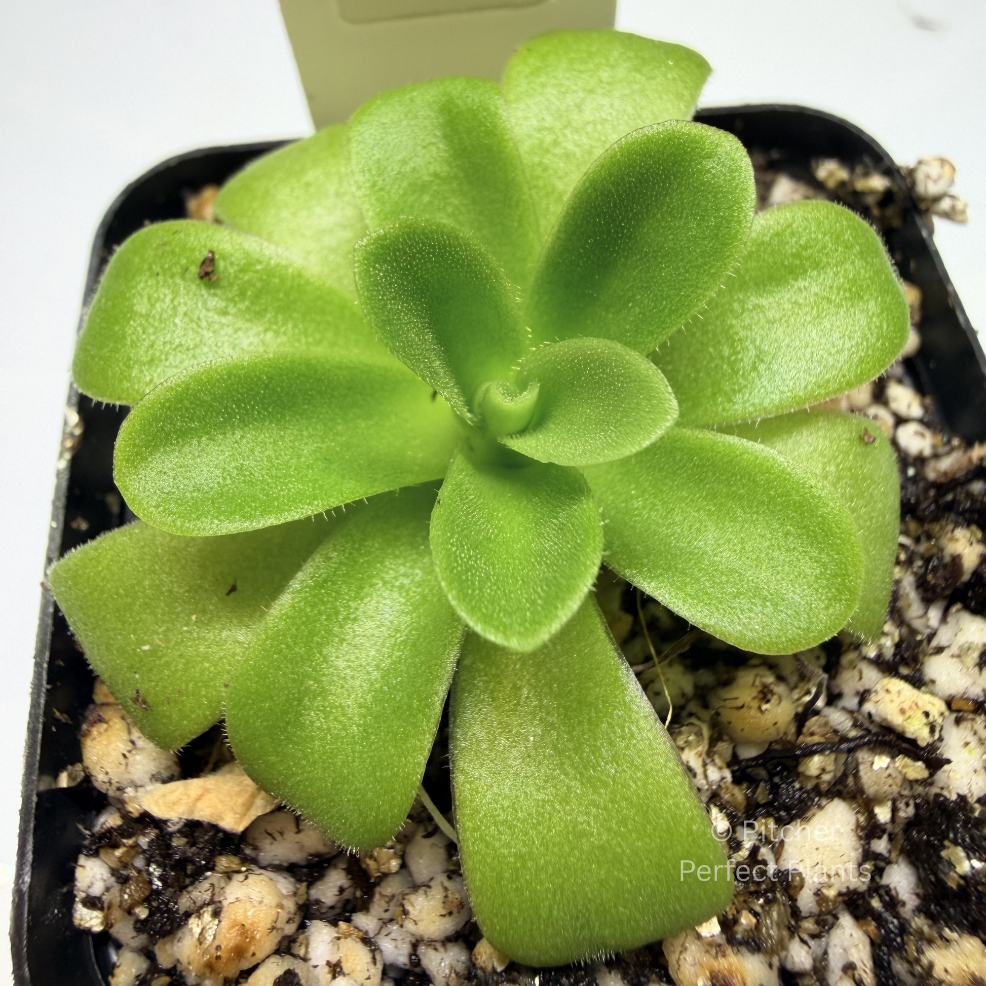 Pinguicula agnata ‘True Blue’ - Pitcher Perfect Plants