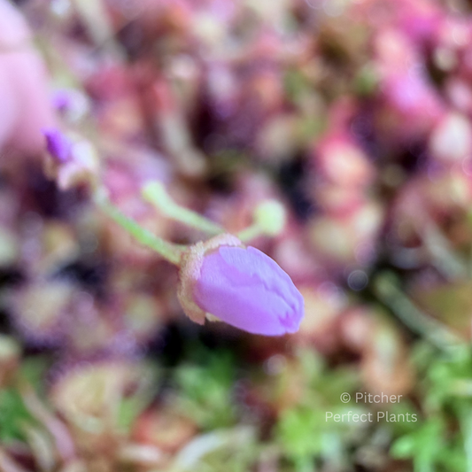Drosera venusta, Seed-grown - Pitcher Perfect Plants