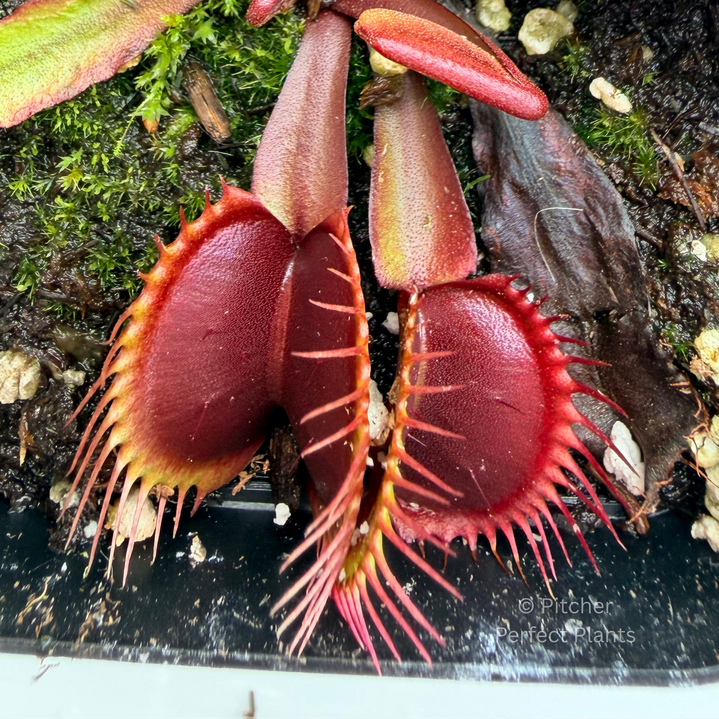 Dionaea muscipula 'Purple Haze'