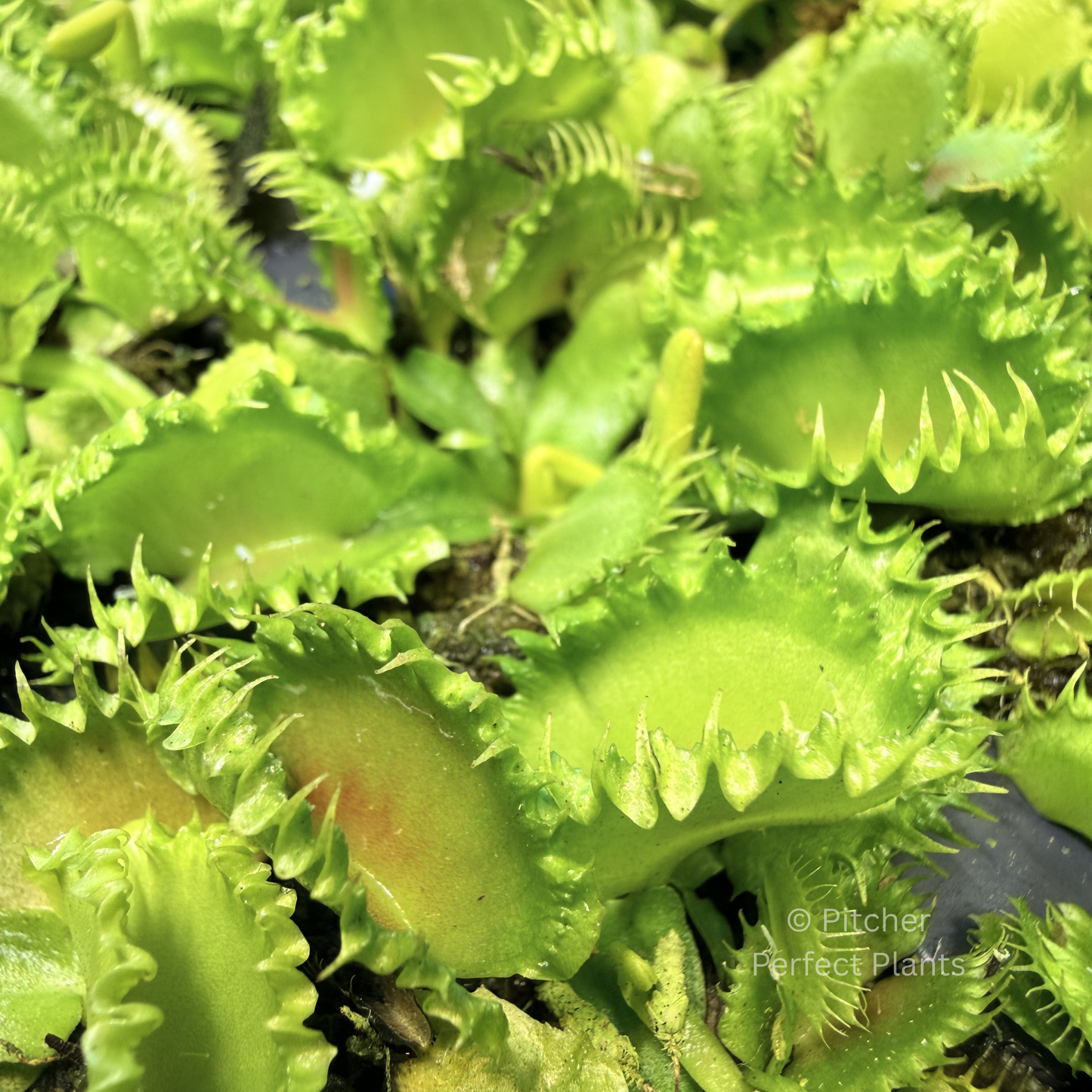 Dionaea muscipula 'Chinese Dumpling' - Pitcher Perfect Plants