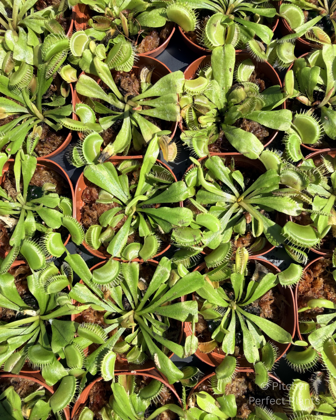 Venus flytrap (Dionaea muscipula) - Pitcher Perfect Plants