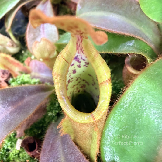 Nepenthes veitchii (CAR-0001 x BE-4021) - Pitcher Perfect Plants