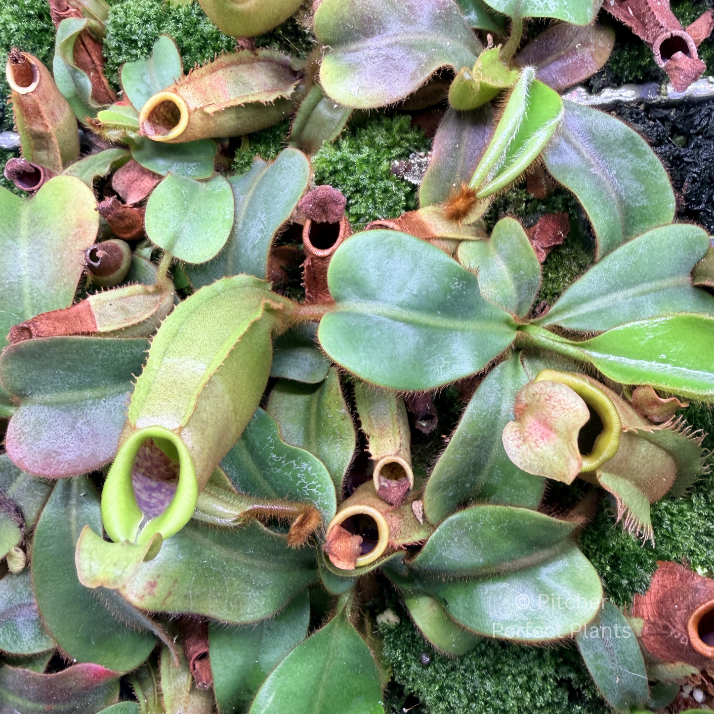 Nepenthes veitchii (CAR-0001 x BE-3734) - Pitcher Perfect Plants