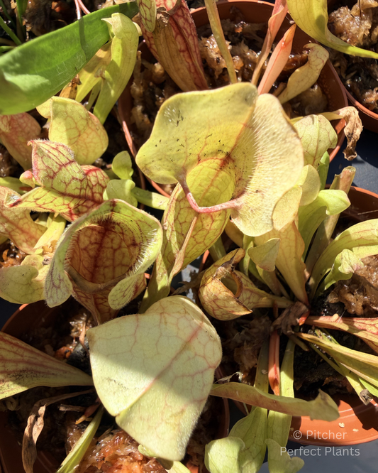 Sarracenia purpurea venosa - Pitcher Perfect Plants