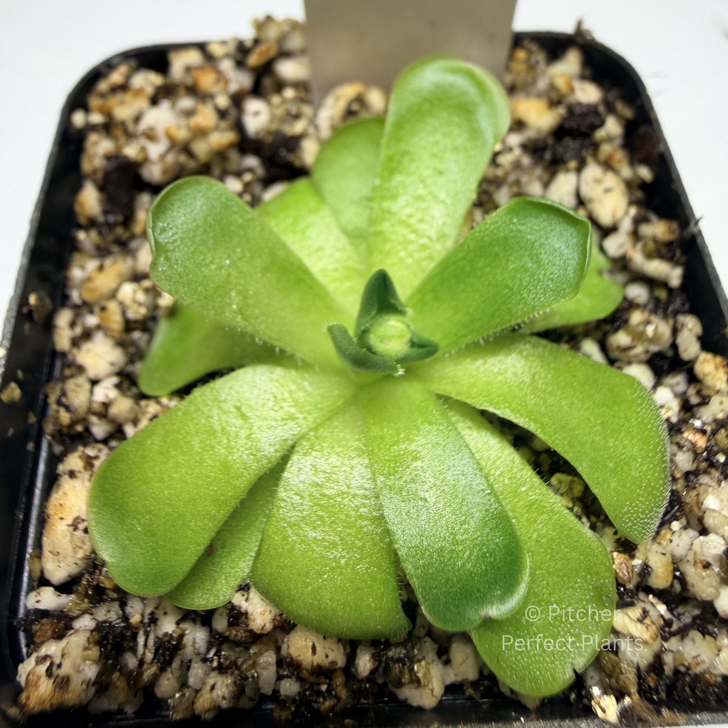 Pinguicula cyclosecta