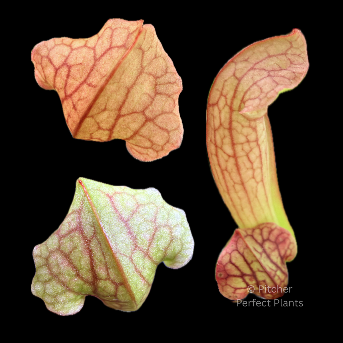Sarracenia Philadelphia - Pitcher Perfect Plants