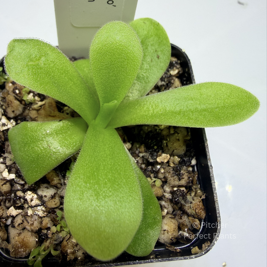 Pinguicula agnata ‘El Lobo’