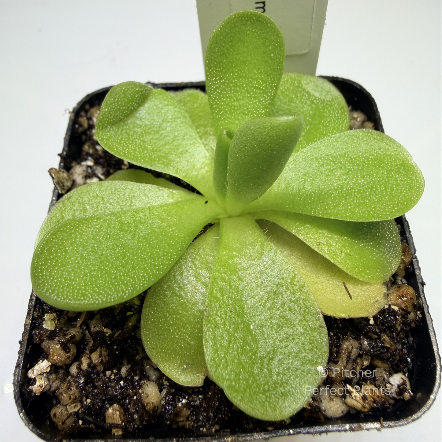 Pinguicula ‘Pirouette’ - Pitcher Perfect Plants