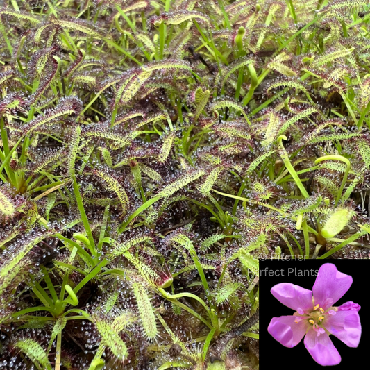 Cape Sundew (Drosera Capensis), Seed-grown