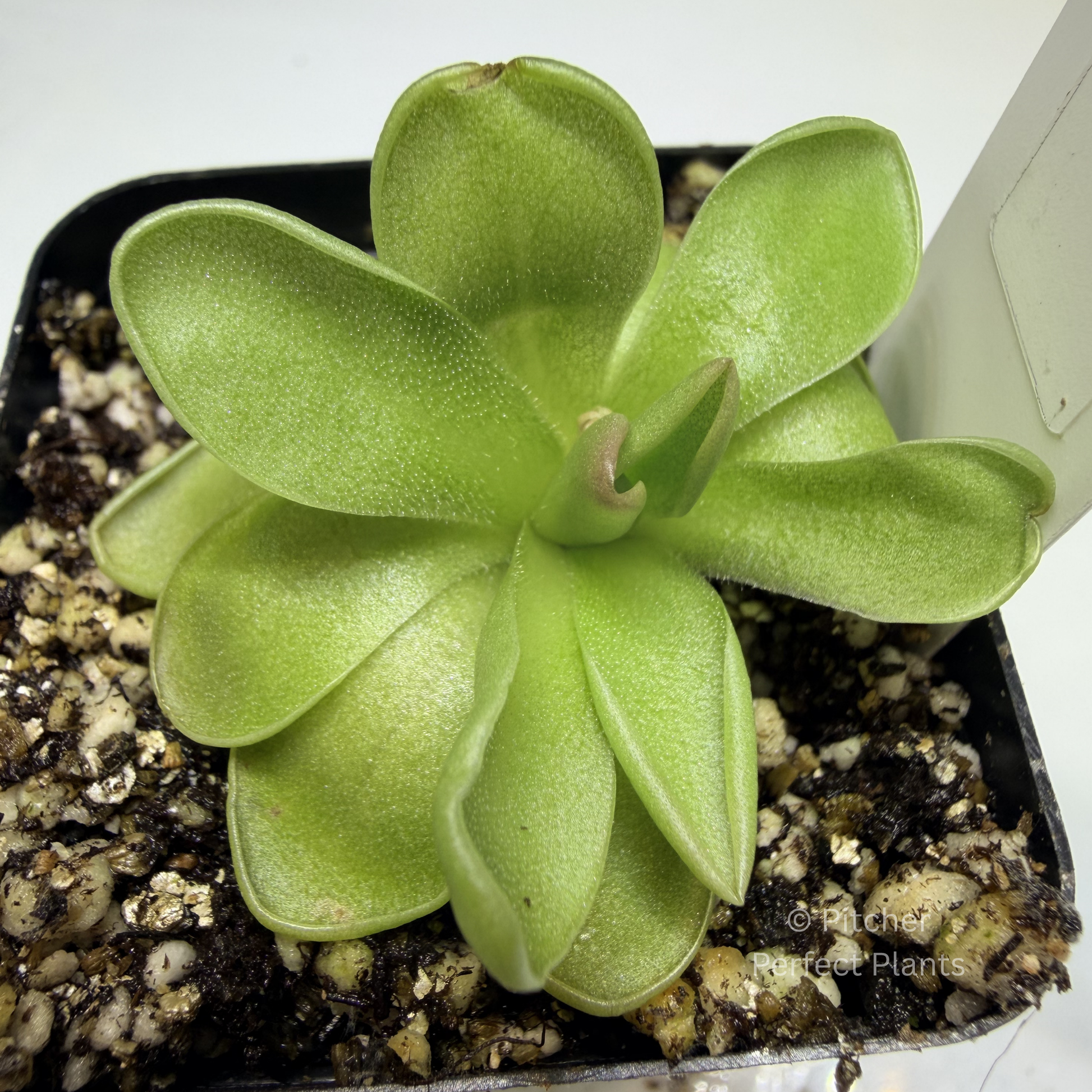 Pinguicula estrellita - Pitcher Perfect Plants