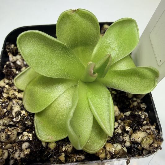 Pinguicula estrellita - Pitcher Perfect Plants
