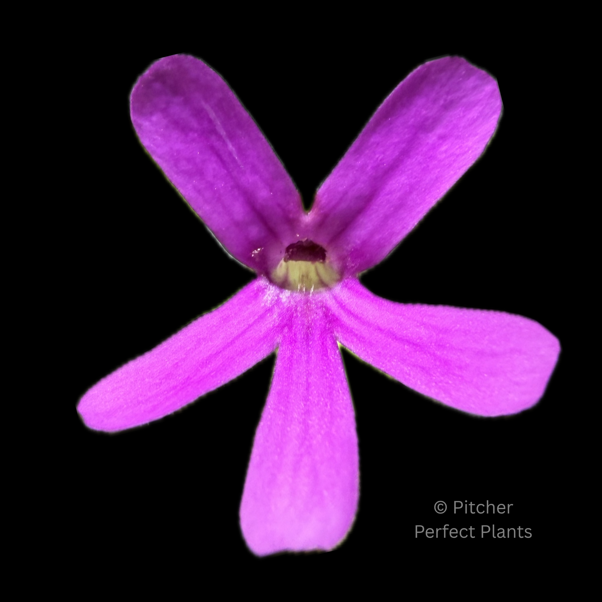 Pinguicula "Estrellita" - Pitcher Perfect Plants