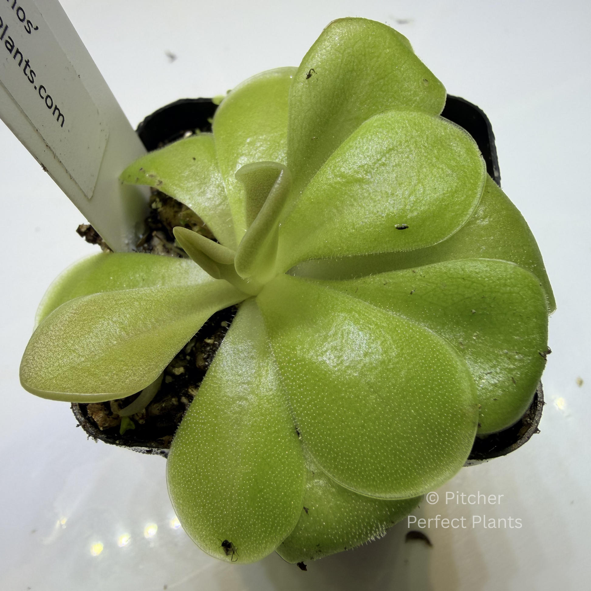 Pinguicula ‘Sethos’ - Pitcher Perfect Plants